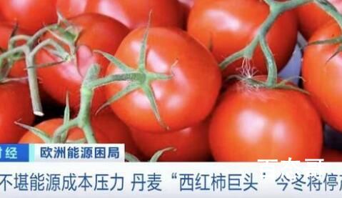 丹麦巨头宣布今冬停产西红柿和黄瓜 这将会带来哪些影响