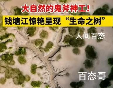 钱塘江大潮退去现“大地之树”景观 大地之树这种现象是怎么形成的
