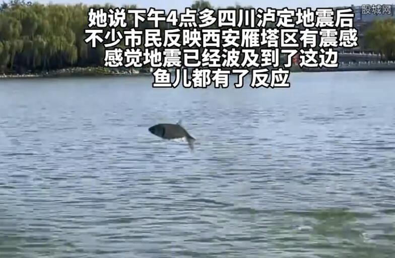 昨日西安一湖内惊现“鲤鱼跃龙门” 看着太壮观了