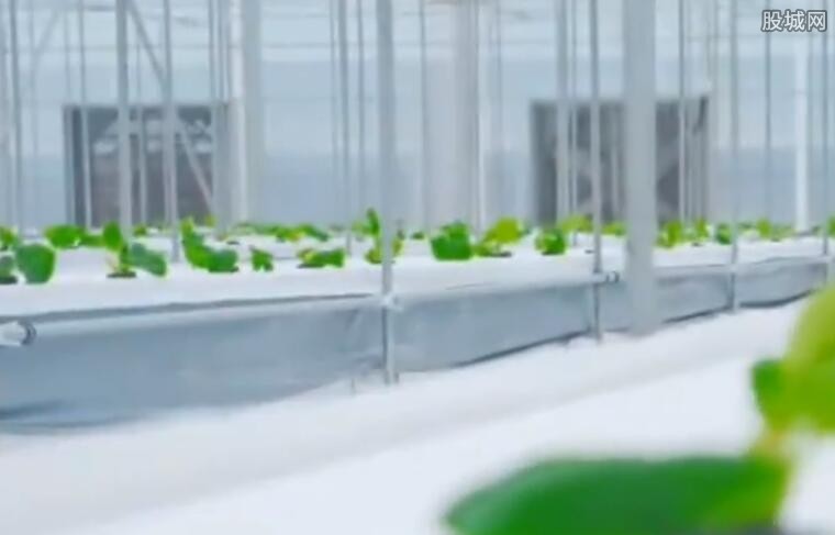 女子建植物工厂让菠菜一年长22茬 健康安全引质疑