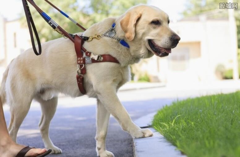申请3年才领到的导盲犬被顺走 警方仍在帮忙寻找中