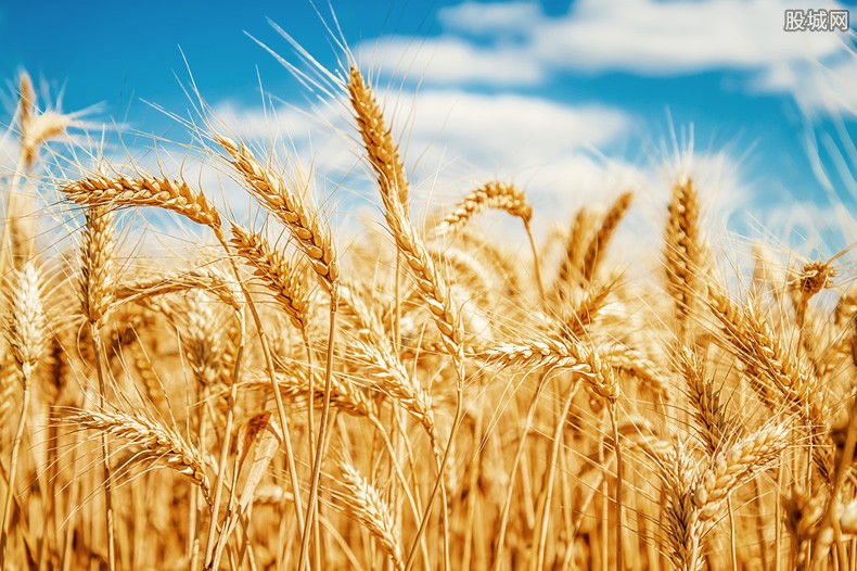 小麦自留种究竟能不能种会不会造成严重减产 揭晓答案