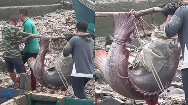 广东渔民捕到240斤大鱼 3人用棍子扛走体型实在太大了