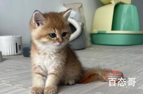 杭州女孩给猫当保姆月薪6000元 双休的时候猫谁照顾