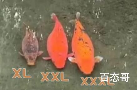 趵突泉3只胖锦鲤组团出游 画面感真是太搞笑了
