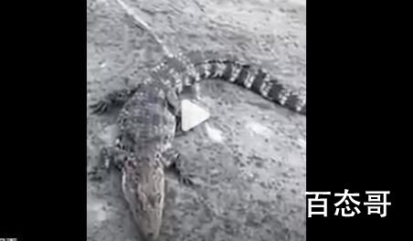 上海警方回应黄浦江畔出现鳄鱼 鳄鱼还在逮捕当中