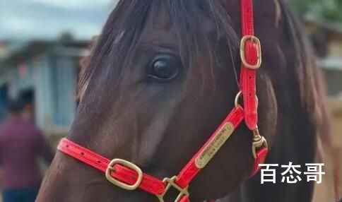 价值28万纯血马在丽江“走失” 但愿能幸运找回！