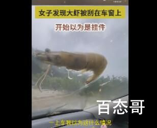 台风将大虾刮飞停在车窗上 回家可以搓一顿了