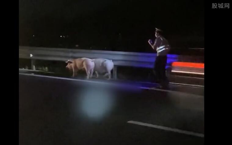 惠州40多头猪大闹高速 “捉猪大战”场面太壮观了