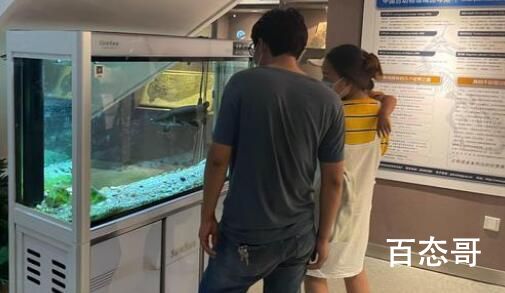 中国古动物馆鳄雀鳝咬伤游客 野外被非法放生的鳄雀鳝是非常危险的