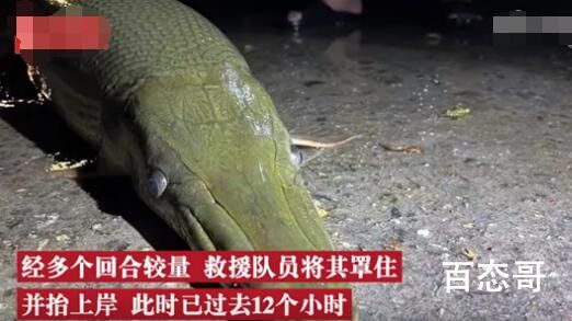 寺庙放生池现1.2米长鳄雀鳝 不知道因为他的举动杀了多少生