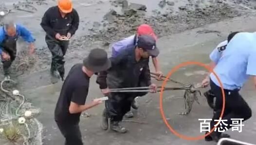 上海黄浦江畔的鳄鱼抓到了 后续鳄鱼该如何处理