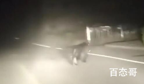 黑龙江一地发现黑熊在街道上奔跑 背后的真相让人始料未及