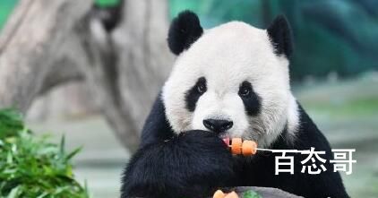台媒:大熊猫“团团”病情恶化 大熊猫团团生的什么病