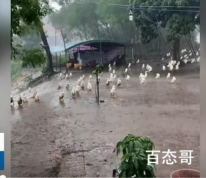 淡定鸭鸭暴雨中集体站立淋雨 雨中淡定的鸭鸭