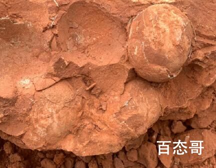 江西武宁发现恐龙蛋化石 这是什么品种的恐龙蛋