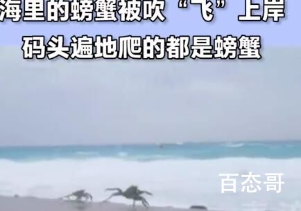 台风纳沙逼近 螃蟹被吹上码头 又可以去海边捡螃蟹了？