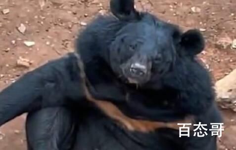 动物园三头黑熊躺平跷二郎腿 不跟你一辈子上班时一样