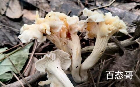 浙江发现新物种白盖鸡油菌 这种蘑菇可以吃嘛