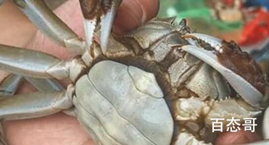 小伙被螃蟹夹手反咬一口患肺吸虫病 究竟是怎么一回事？