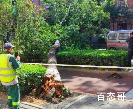 实拍京津冀大风来袭树木被刮断  以派人清除树枝清理风险隐患