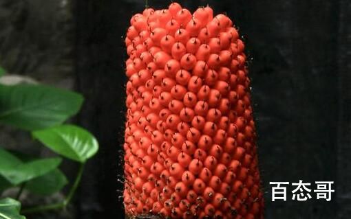 国家植物园巨魔芋结实 系国内首次 什么是巨魔芋
