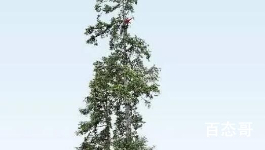 中国最高树木83.4米 相当于28层楼高  不是说木秀于林风必摧之吗？