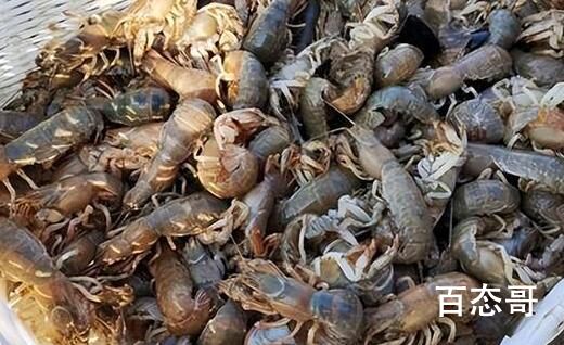 烟台海边出现大量泸沽虾 是不是降温造成的还是地壳变动引起的