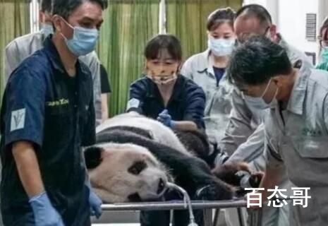 大陆赠台大熊猫状况不佳躺地进食 不要麻烦给送回来别糟蹋生命