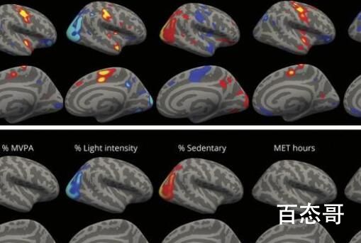 研究:少量运动也能增加大脑体积 四肢发达头脑简单到底是对是错啊？