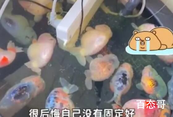 电插排掉进鱼缸 26条金鱼被煮熟  含泪干了三碗饭？