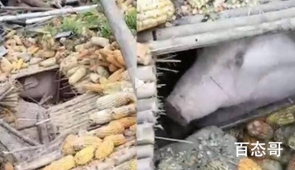 家猪地震时被掩埋 存活40多天后获救 另一个版本的猪坚强？