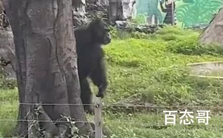 南宁动物园回应“丢那猩”走红 希望大家爱护动物文明游玩