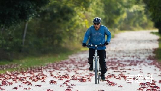 澳大利亚圣诞岛红蟹开启年度大迁徙 气候变异红蟹大迁徙实属壮观！