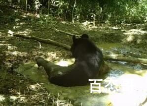 重庆拍到黑熊一家三口林中漫步 背后的真相让人始料未及