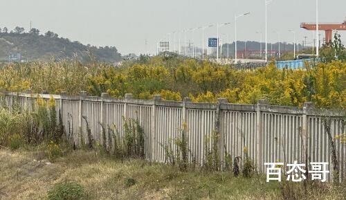 武汉现上千亩加拿大一枝黄花 加拿大一枝黄花是怎么入境的