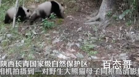 秦岭再现大熊猫“遛娃” 画面感真是十足的萌萌哒