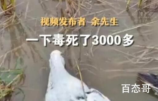 老人养的近4000只鸭子被投毒 报应不是不报只是时候没到
