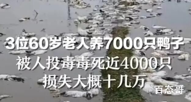 老人养的近4000只鸭子被投毒 这是有多大的仇恨