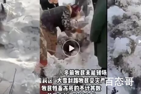 媒体:新疆暴雪 有牧民失联牛羊冻死 愿同胞们安好天灾无情人有情