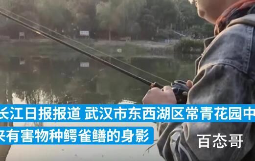 武汉一人工湖中鳄雀鳝被钓起  目前仍在围捕剩余鳄雀鳝