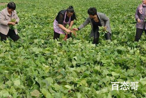 河南农民称菜烂地里降价70%卖不掉 故意饥饿营销资本好手段
