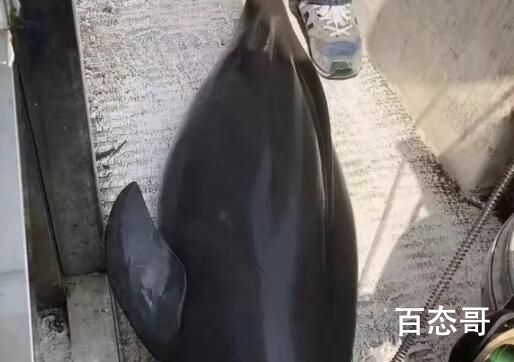 湖南疑似有人钓起濒危江豚 究竟是怎么一回事？