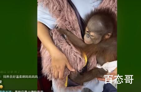 南京一动物园直播筹款:揭不开锅了 到底是怎么回事？